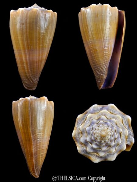 Conus conco 49,7 mm Gem-0