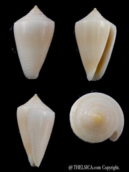 Conus cyanostoma 20,1 mm Gem-0