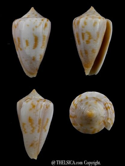Conus cyanostoma 23,9 mm F+++/Gem-0