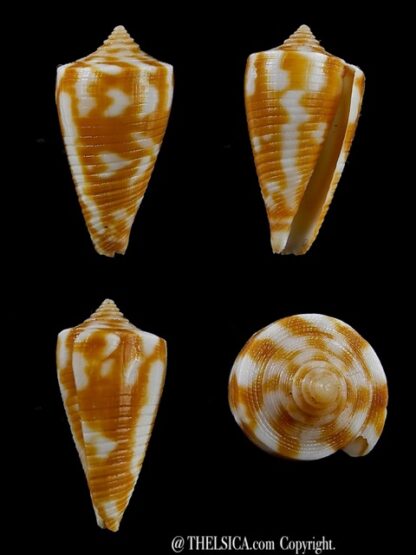Conus dampierensis 23,5 mm Gem-0