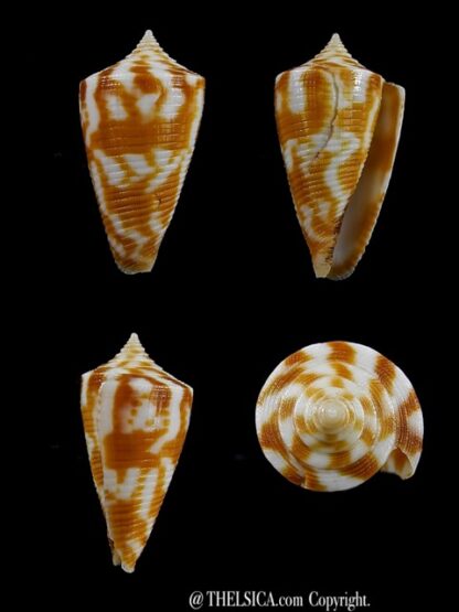 Conus dampierensis 23,6 mm Gem-0