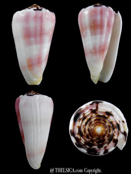 Pionnoconus gauguini 65,1 mm Gem-0