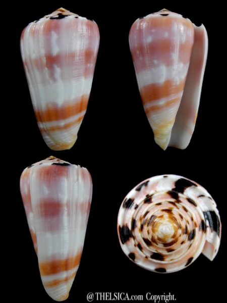 Pionnoconus gauguini 67,7 mm Gem-0