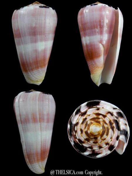 Pionnoconus gauguini 69,5 mm F++/F+++-0
