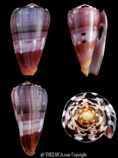 Conus gauguini 70,4 mm Gem-0