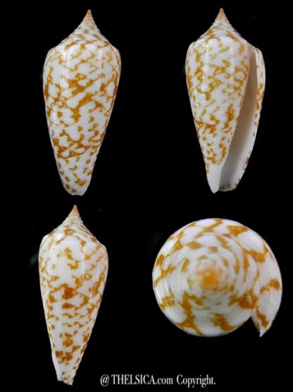 Conus lienardi 34,8 mm Gem-0