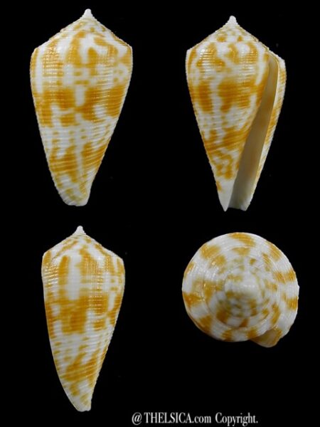 Conus limpusi 31,1 mm Gem-0