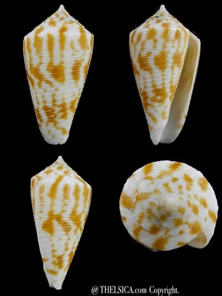 Conus limpusi 32,5 mm Gem-0