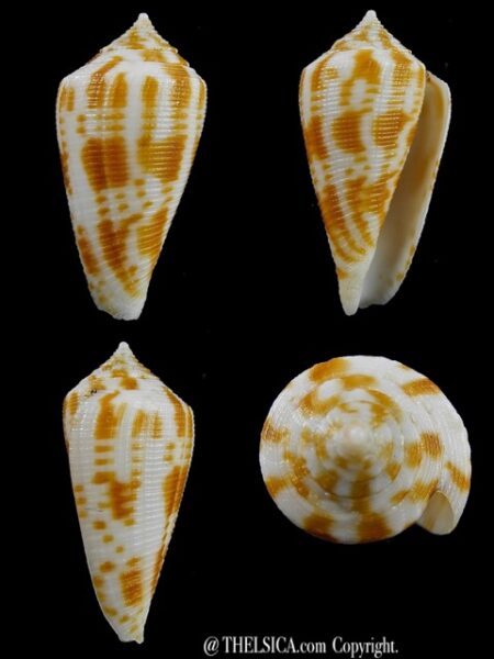 Conus limpusi 32,8 mm Gem-0