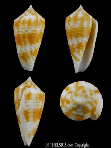 Conus limpusi 33 mm Gem-0