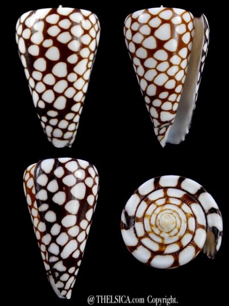 Eugeniconus marchionatus 41,8 mm Gem-0