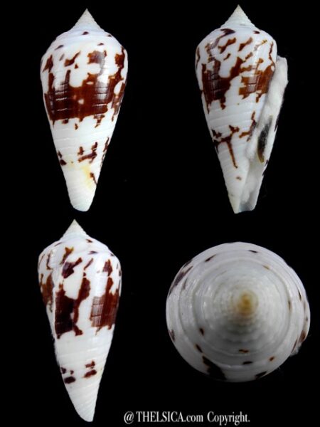 Conus pergrandis 94 mm Gem-0
