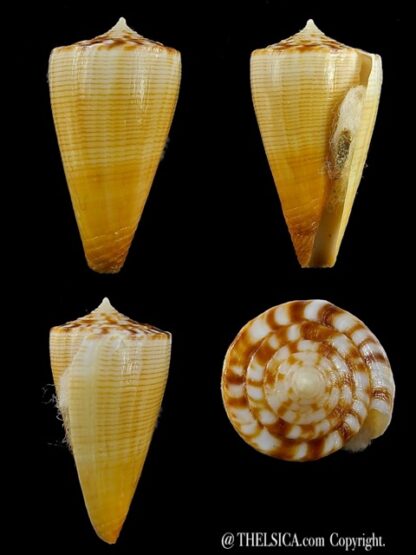 Conus reductaspiralis 28,4 mm Gem-0