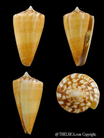 Conus reductaspiralis 31,3 mm Gem-0