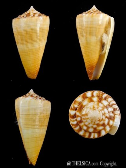 Conus reductaspiralis 33,8 mm Gem-0