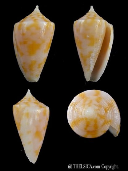 Conus sydneyensis 25 mm F+++/Gem-0