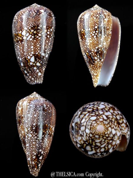 Cylindrus textillinus 47,9 mm Gem-0