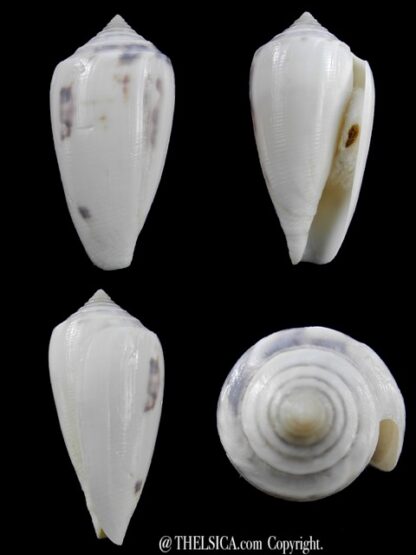 Conus victoriae Special colour 46,3 mm Gem-0
