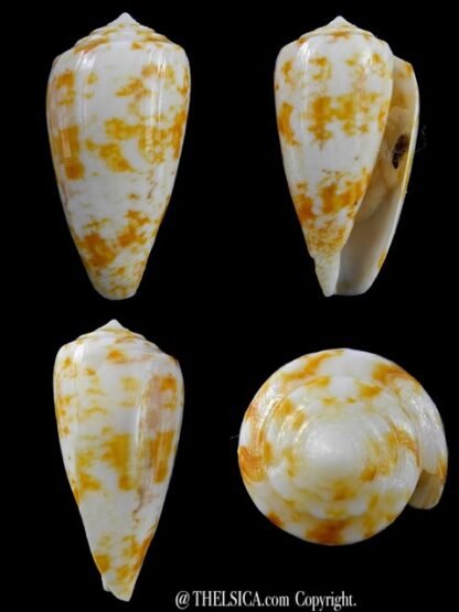 Conus victoriae special colour 47,1 mm Gem-0