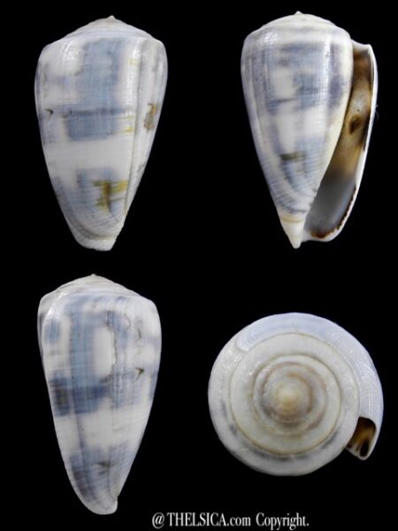 Conus victoriae special colour 47 mm F+++/Gem-0