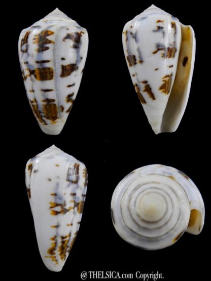 Conus victoriae special colour 50,5 mm Gem-0