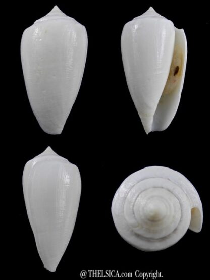 Conus victoriae albino 52,2 mm Gem-0