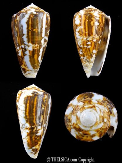 Conus victoriae complanatus 40,7 mm F+++/Gem-0