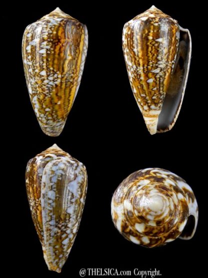 Conus victoriae complanatus 47,8 mm F+++/Gem-0