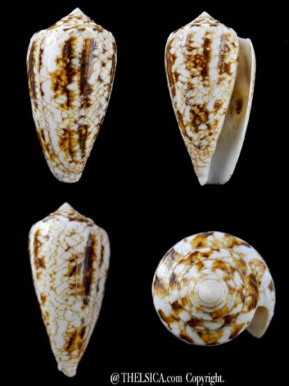 Conus victoriae complanatus 48,7 mm Gem-0
