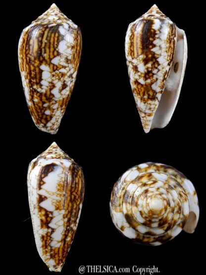 Conus victoriae complanatus 49,2 mm Gem-0