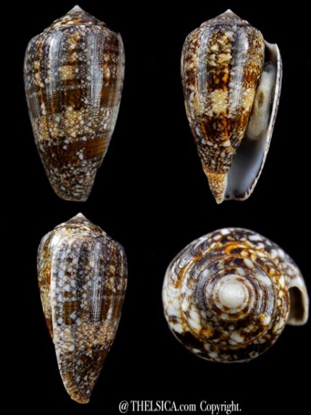 Conus victoriae complanatus 51,2 mm Gem-0
