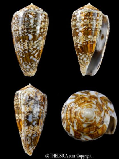 Conus victoriae complanatus 51,7 mm Gem-0
