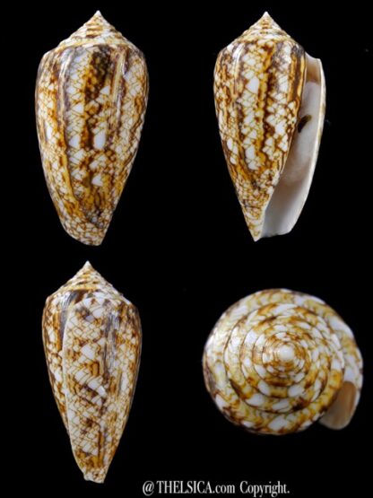 Conus victoriae complanatus 51,8 mm Gem-0