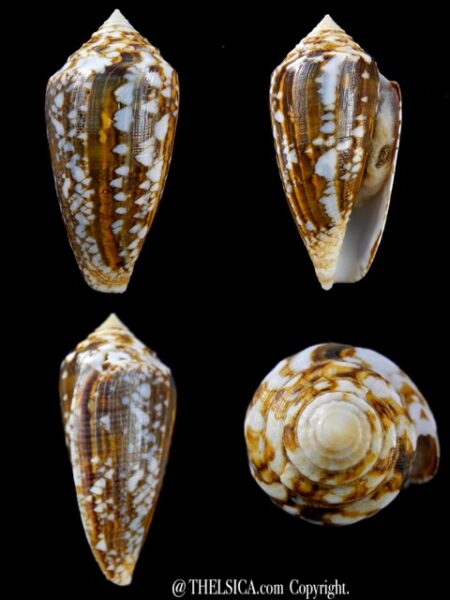 Conus victoriae complanatus 51 mm Gem-0