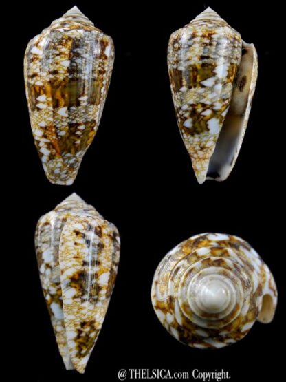 Conus victoriae complanatus 55,4 mm Gem-0