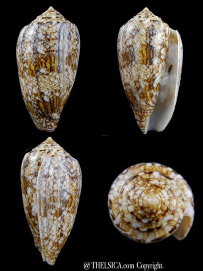 Conus victoriae complanatus 59,6 mm Gem-0