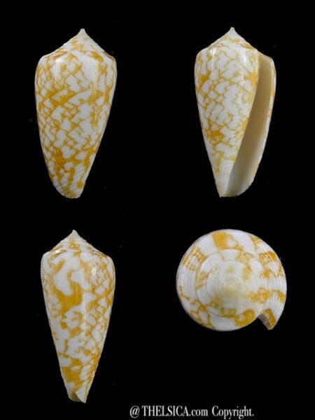 Conus wittigi 26,9 mm Gem-0