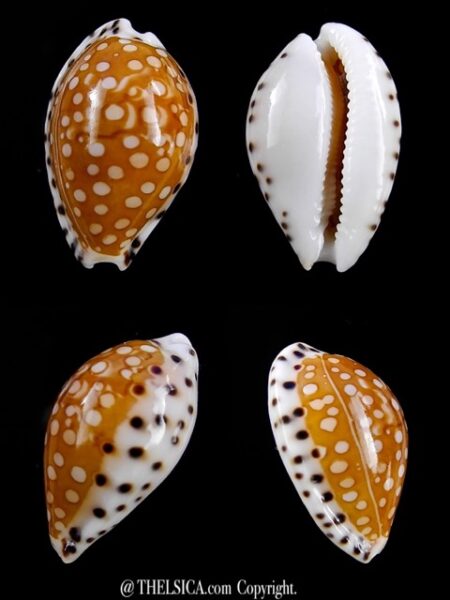 Cribrarula astaryi f. lefaiti 20.3 mm Gem-0