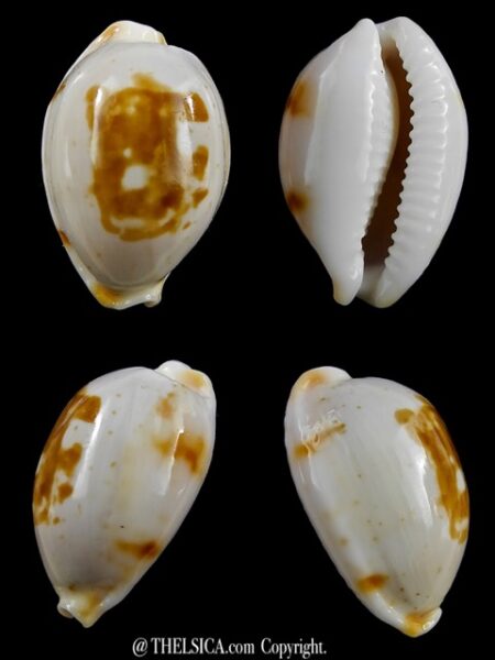 Cypraea brevidentata deceptor 25,3 mm Gem-0