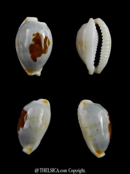 Cypraea brevidentata fluctuans 18,7 mm Gem-0