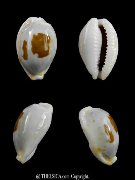 Cypraea brevidentata fluctuans 19,1 mm Gem-0