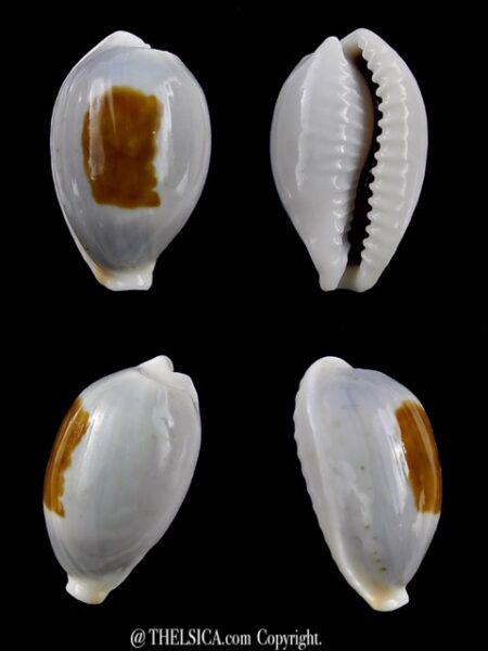 Cypraea brevidentata fluctuans 22,5 mm Gem-0