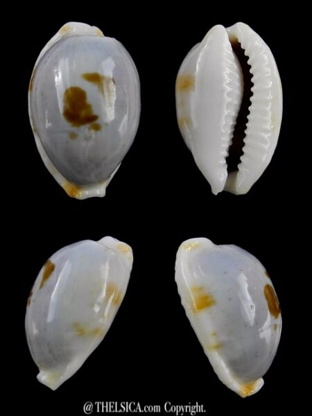 Cypraea brevidentata fluctuans 23,3 mm F+++/Gem-0