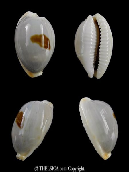 Cypraea brevidentata fluctuans 24,4 mm F+++/Gem-0