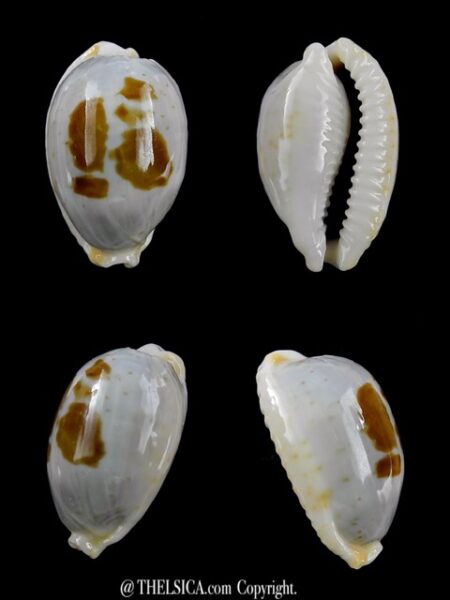 Cypraea brevidentata fluctuans 24 mm F+++/Gem-0