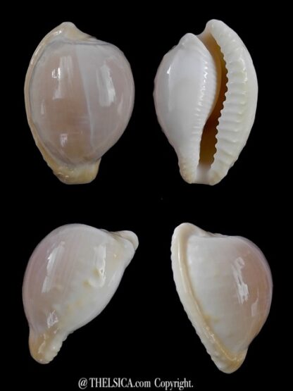 Cypraea coronata debruini immaculata 30,6 mm Gem ( -)-0