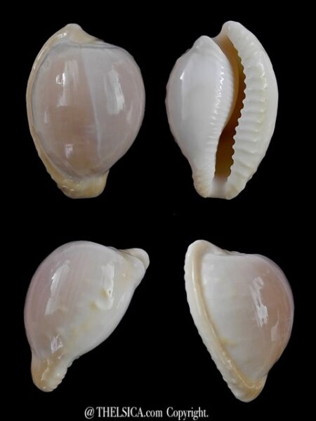 Cypraea coronata debruini immaculata 30,6 mm Gem ( -)-0