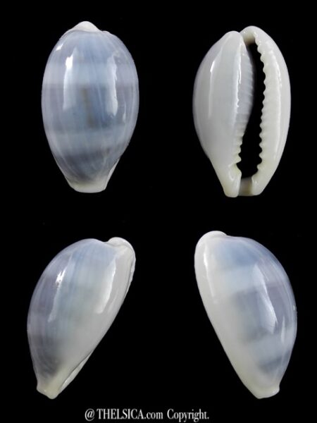 Erronea errones coxi f. azurea Gem 27 mm-0