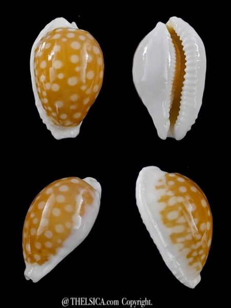 Cypraea fallax antonellae 29,1 mm Gem-0