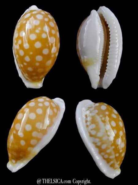 Cypraea fallax fallax 31,6 mm F+++-0